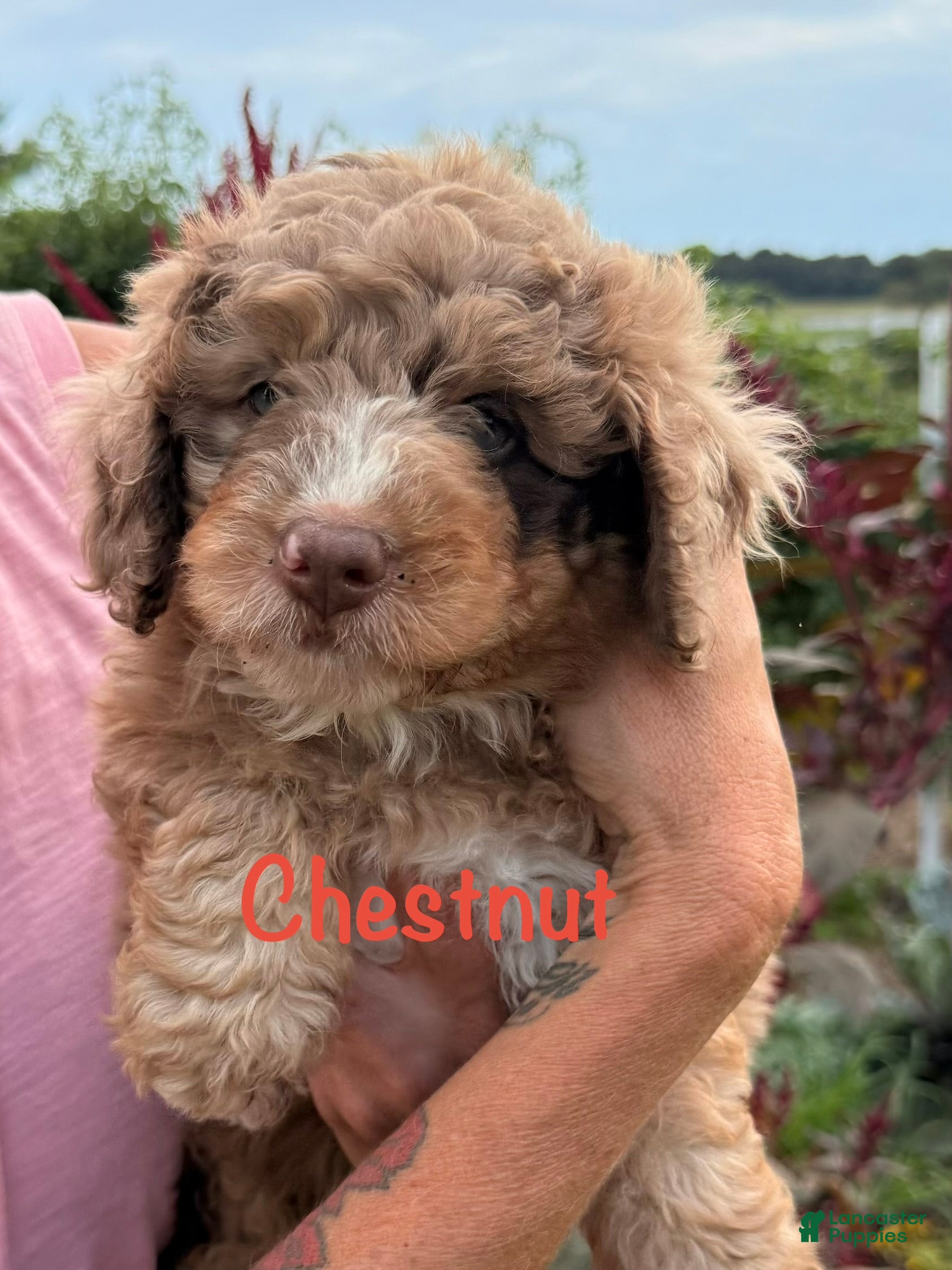 Chestnut