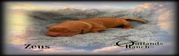 Golden Retriever dogs for sale: Zeus~Gray Collar - Ad 5