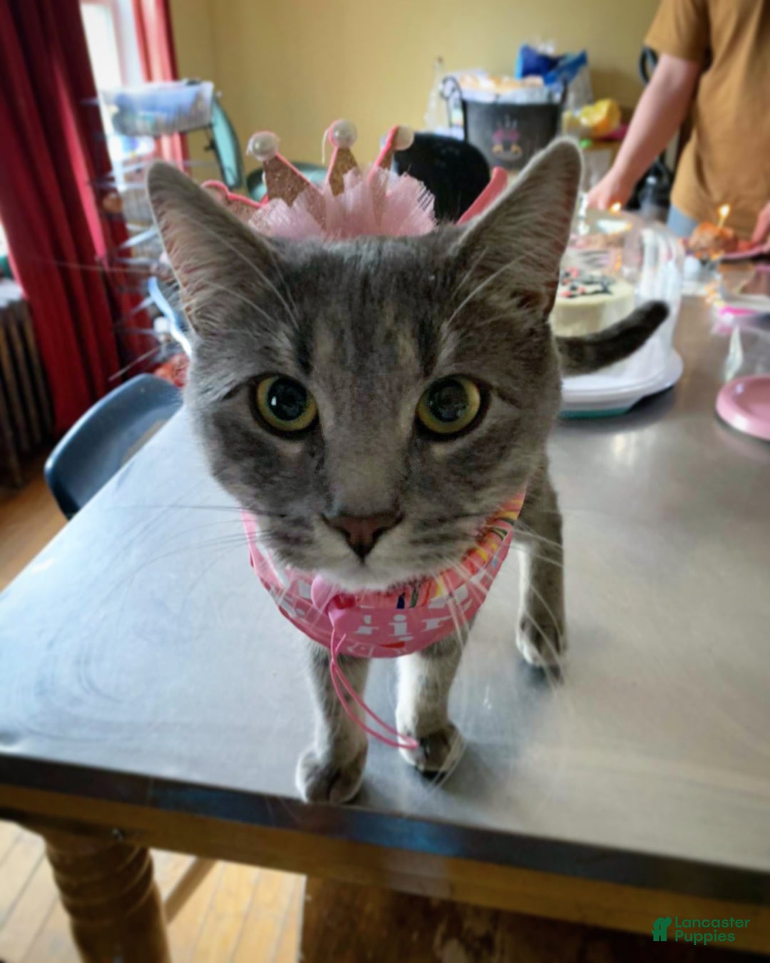 Mixed Breed dogs for sale: rosy - Ad 15