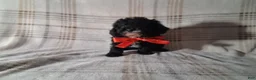 Miniature Poodle dogs for sale: Miniature Poodle Puppy 2 - Ad 3