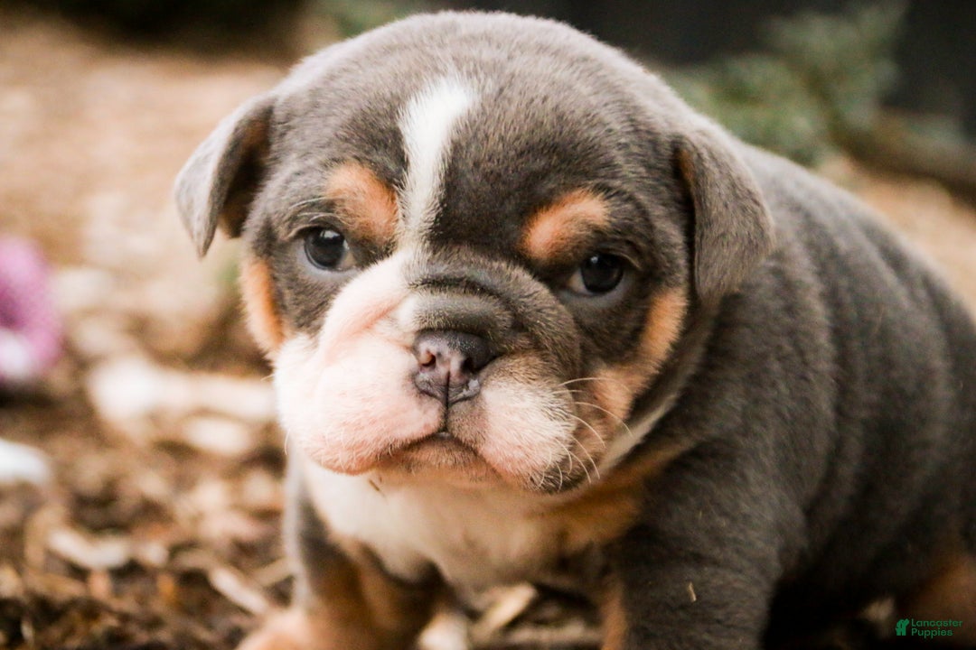 Mixed Breed dogs for sale: Darla - Ad 6