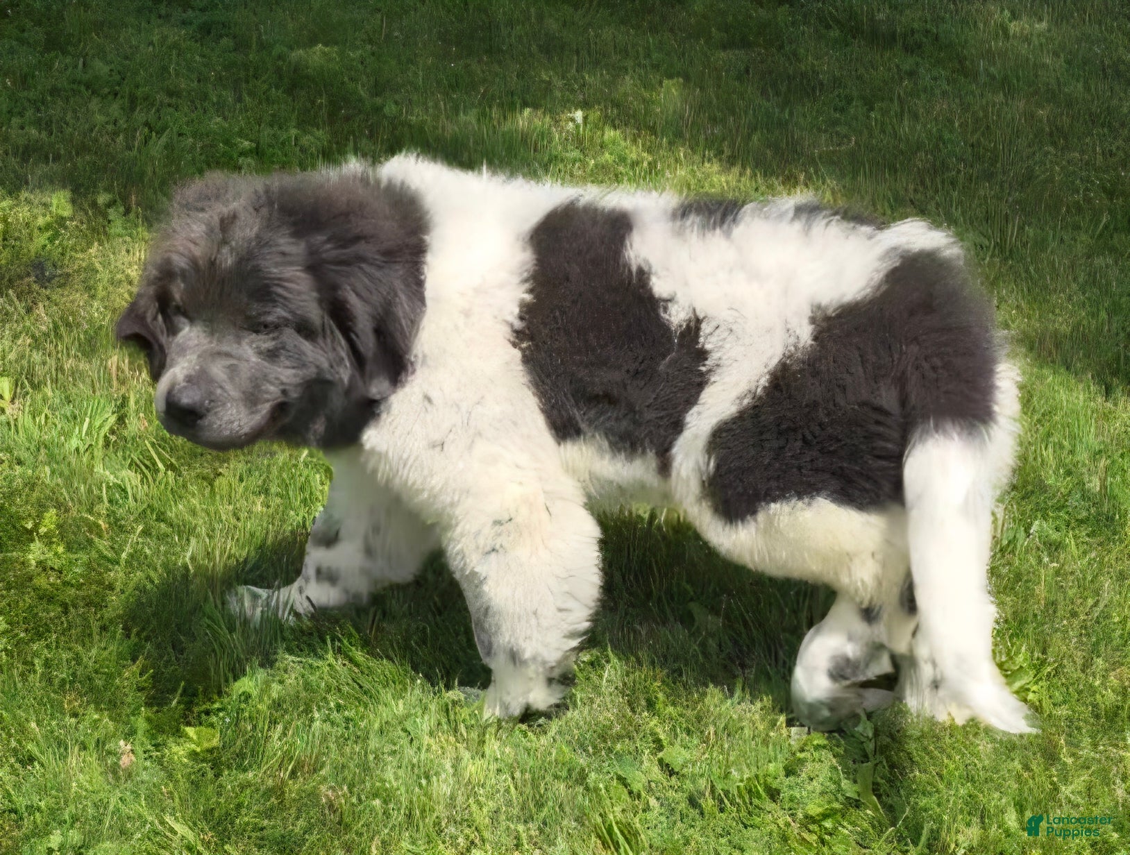 Newfoundland dogs Angel - Ad 1