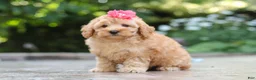 Schnoodle dogs for sale: Nora - Ad 4