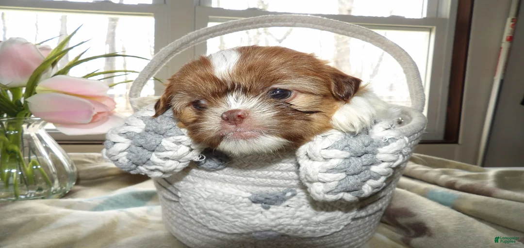 Gallery Image {{count}}