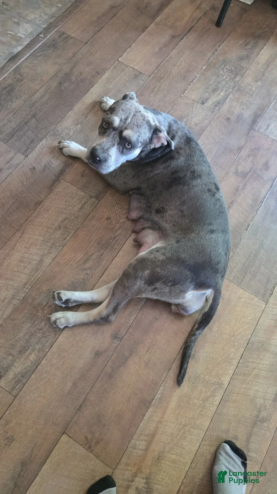American Pit Bull Terrier dogs for sale: American Pit Bull Terrier 1 - Ad 3