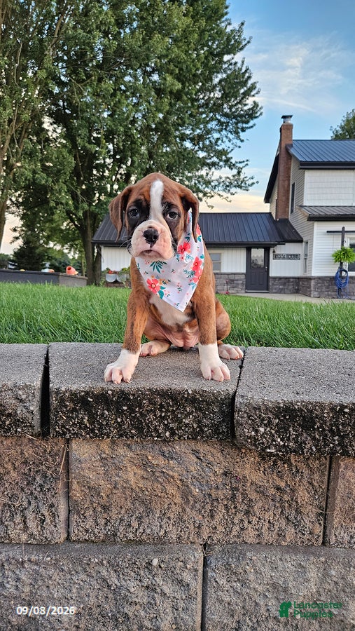 Boxer dogs Bella - Ad 2