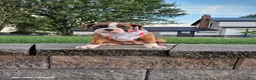 Boxer dogs for sale: Bella - Ad 2