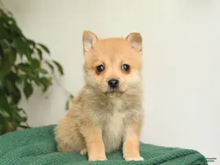Mixed Breed dogs for sale: Baxter - Ad 4