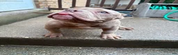American Bully dogs for sale: American Bully 1 - Ad 4