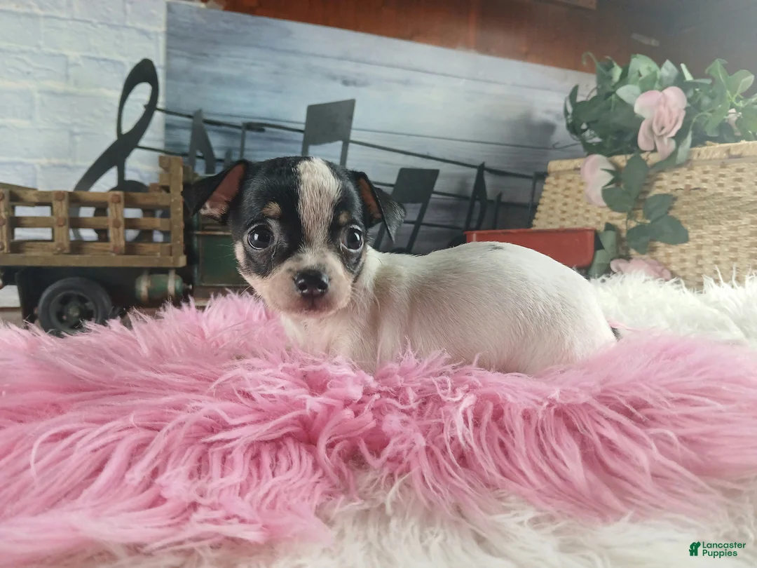 Chihuahua dogs for sale: Debras blk white girl. Hand Delivery  - Ad 2