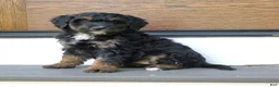 Mini Bernedoodle dogs for sale: Kash  - Ad 1