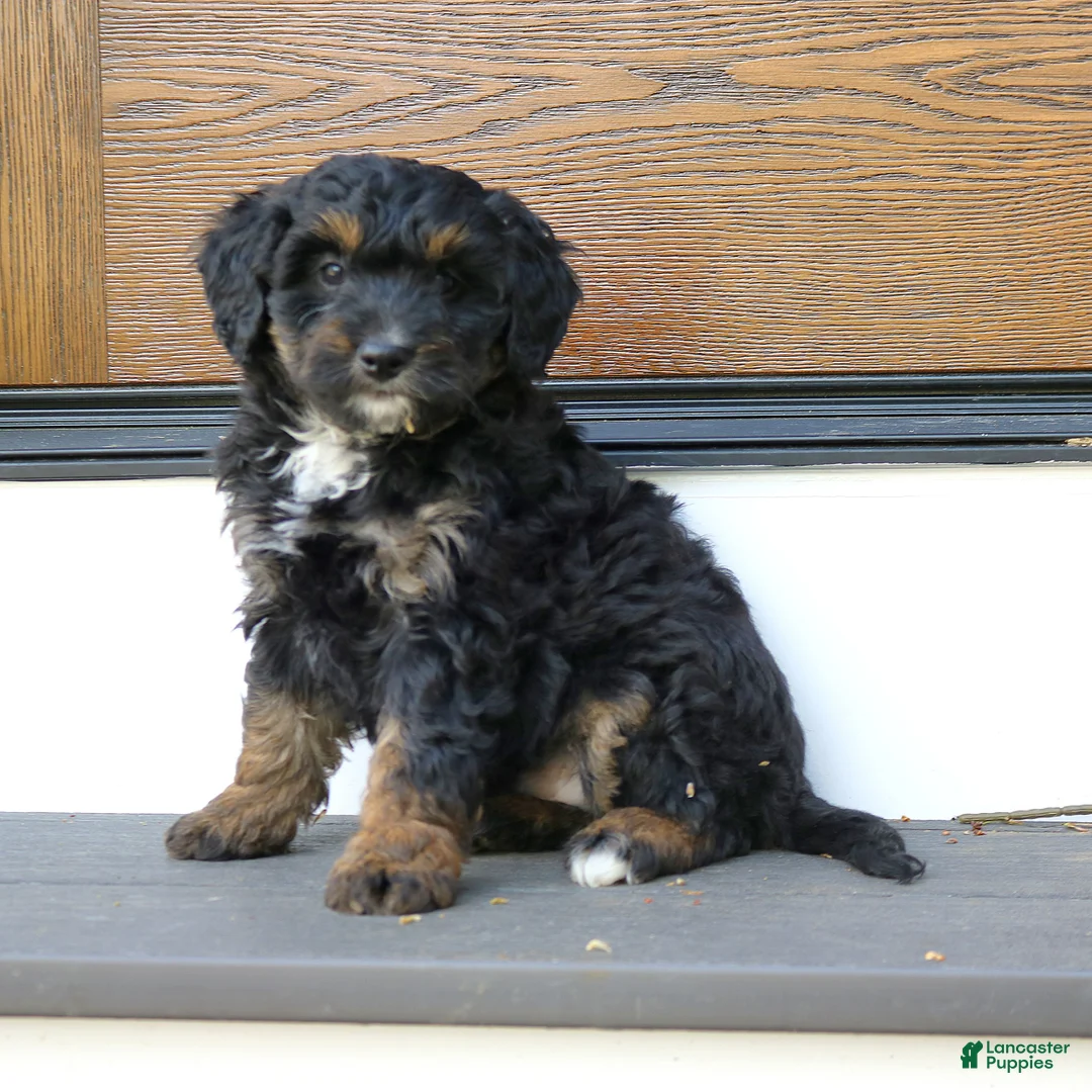 Mini Bernedoodle dogs for sale: Kash  - Ad 1