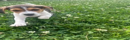 Beagle dogs for sale: Shenandoah - Ad 5