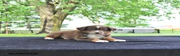 Australian Shepherd dogs for sale: Dusty - Ad 3
