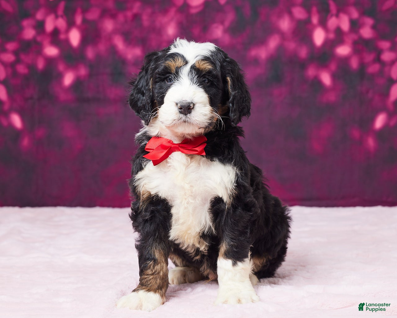 Bernedoodle dogs Ginger - Ad 30