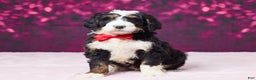 Bernedoodle dogs for sale: Ginger - Ad 1