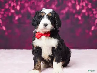 Bernedoodle dogs Ginger - Ad 38