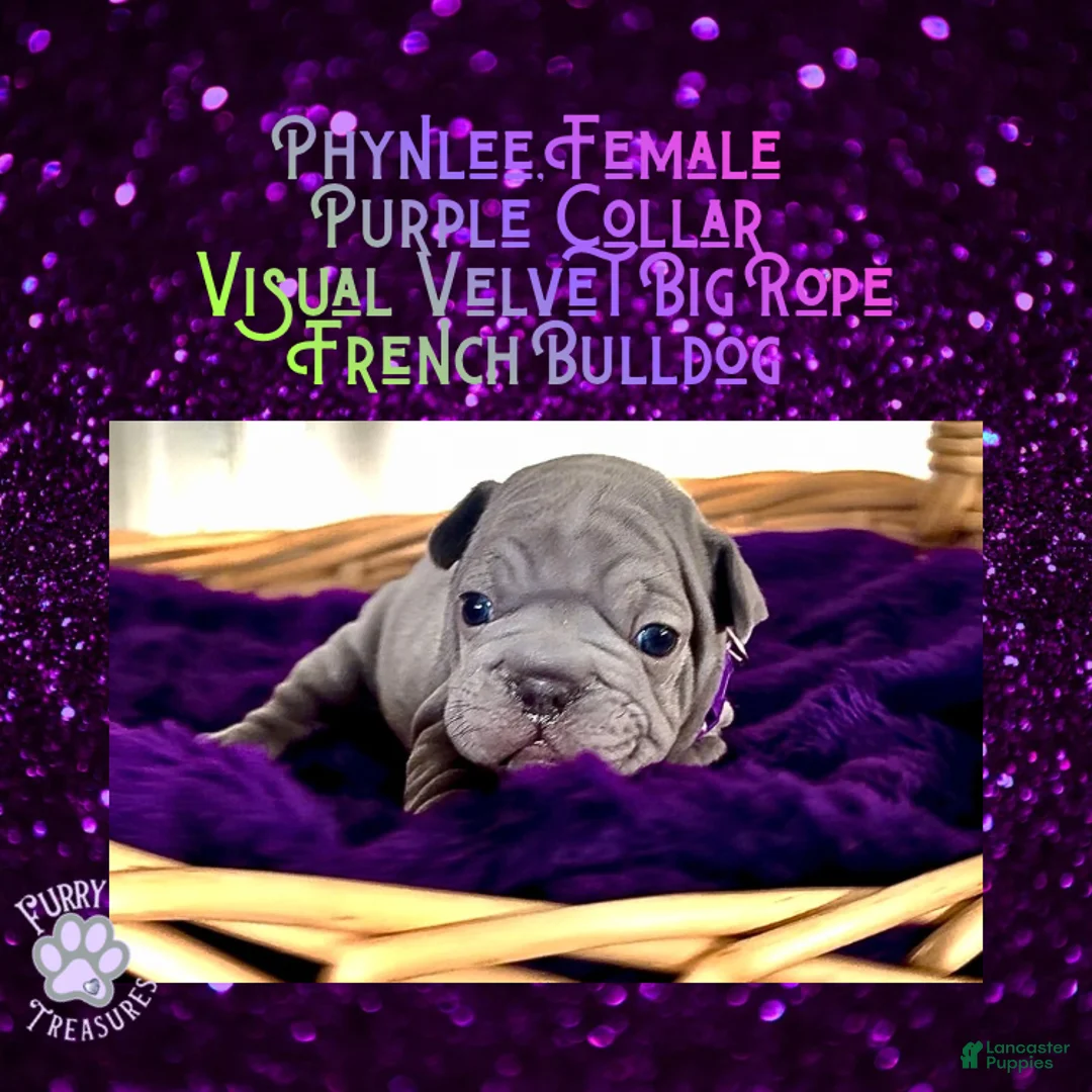 French Bulldog dogs for sale: Phynlee “Purple Collar”, Female  - Ad 5