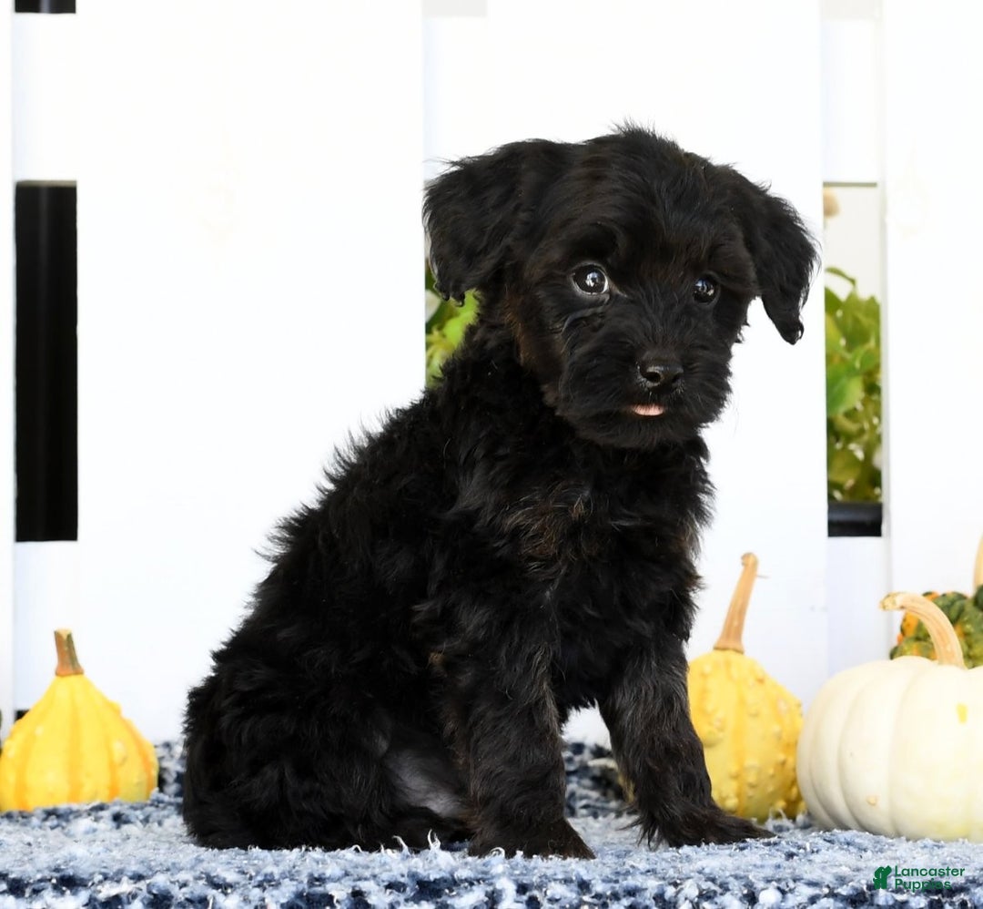 Yorkiepoo dogs for sale: Randy - Ad 2