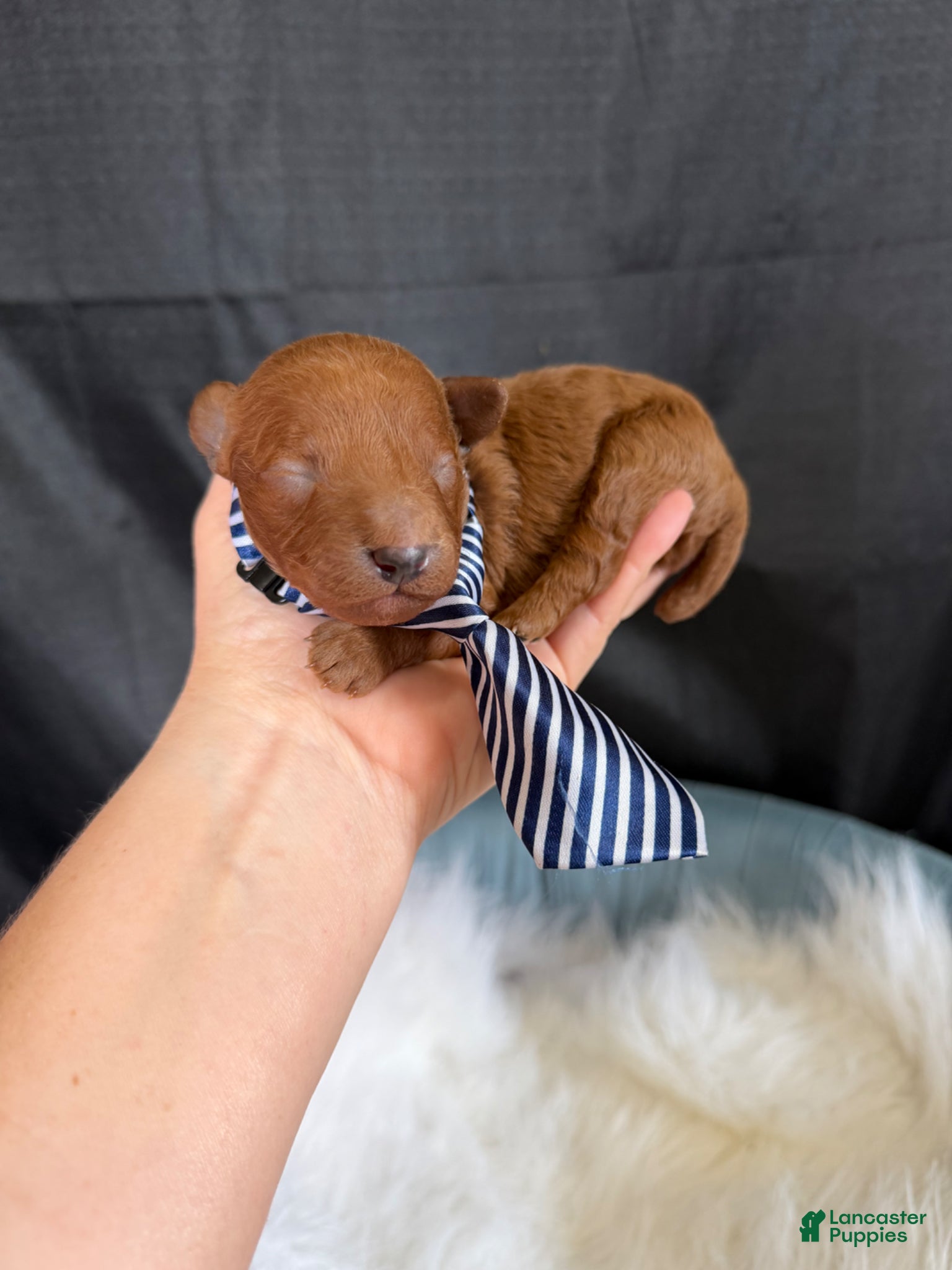Toy Poodle dogs for sale: Akc Bred the Color Red Boy - Ad 9