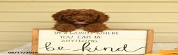 Mini Goldendoodle dogs for sale: Sweetie - Ad 3