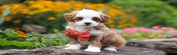 Cavapoo dogs for sale: Mr Bentley - Ad 8