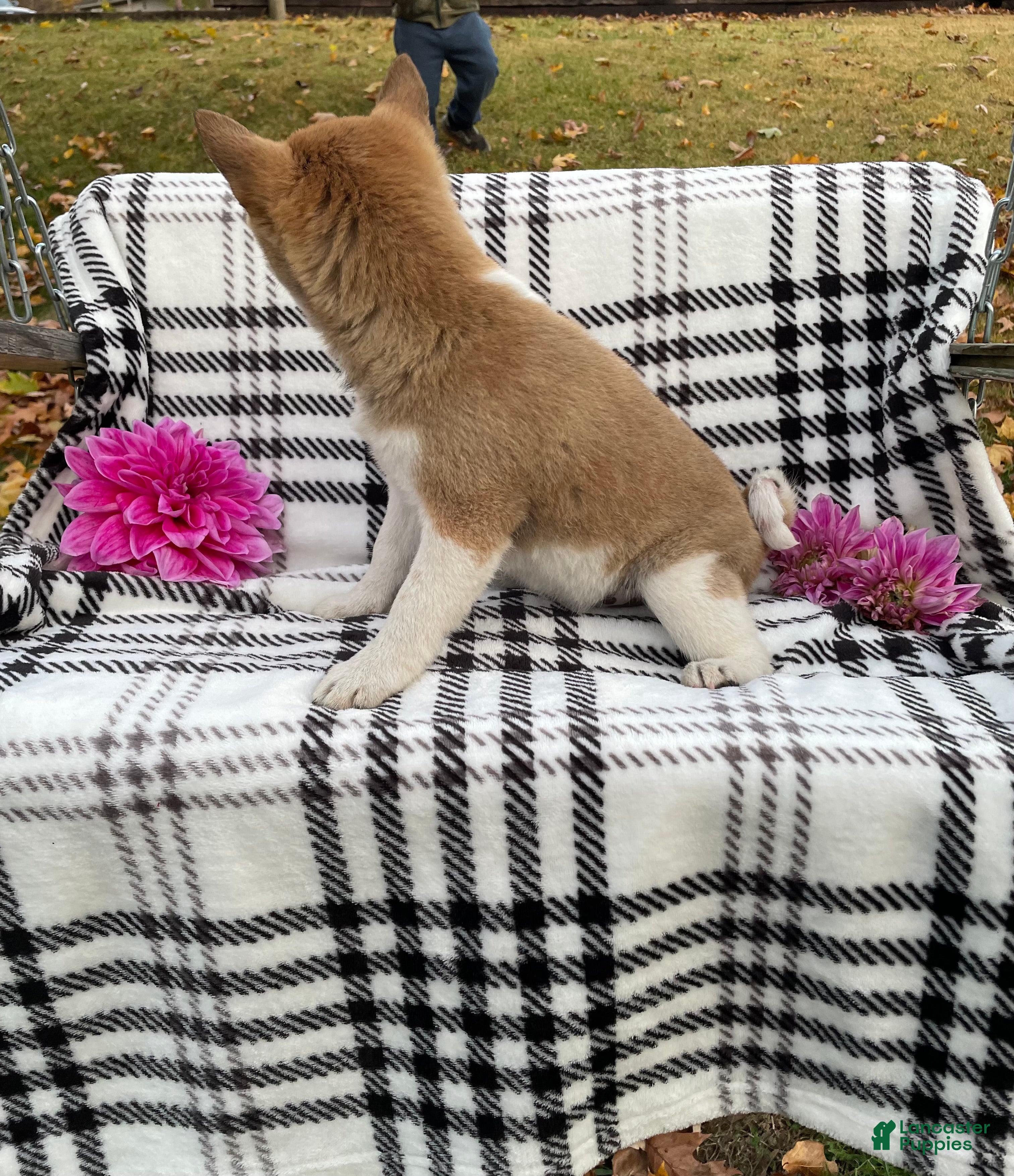 Shiba Inu dogs Spot - Ad 2