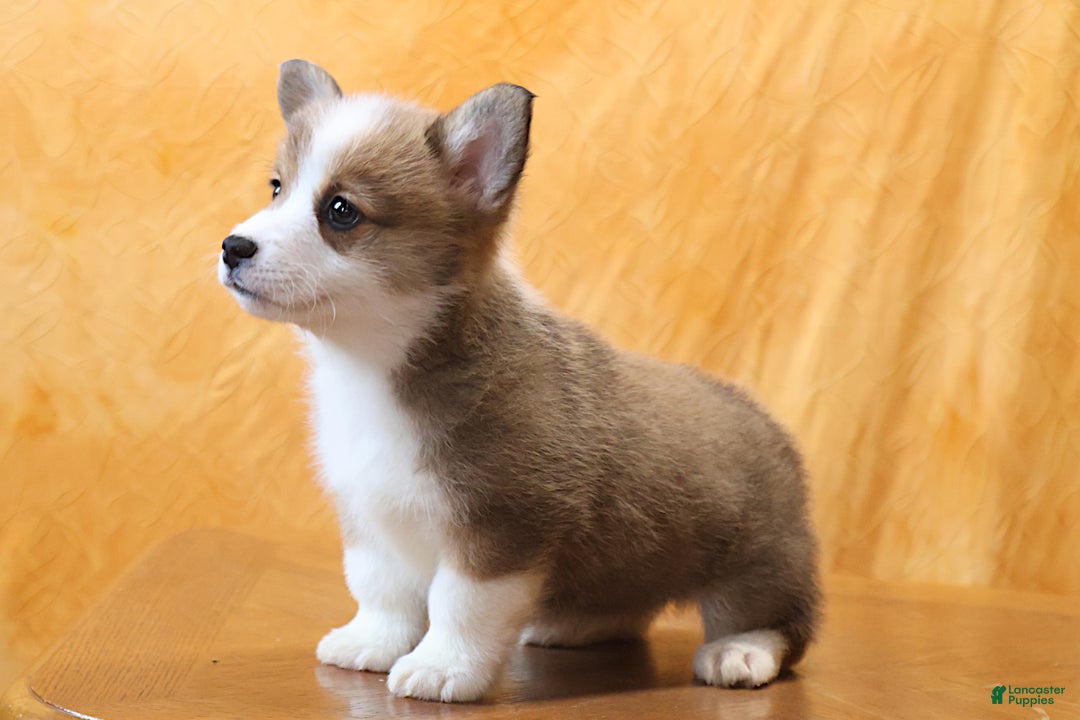 Welsh Corgi Pembroke dogs for sale: Mannie - Ad 6