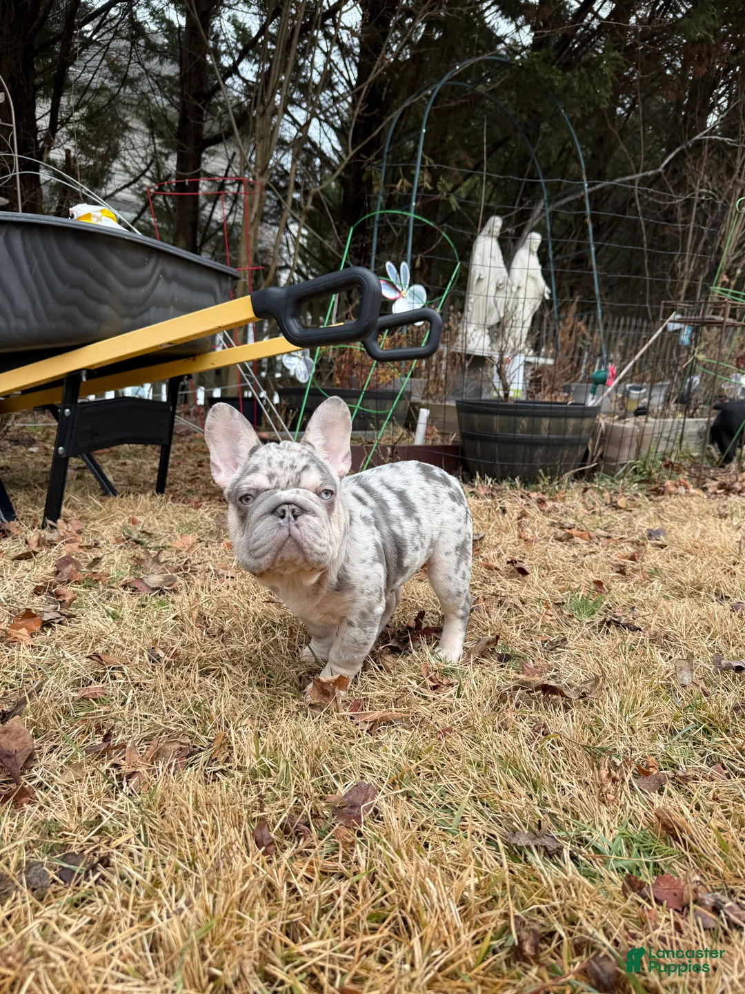 French Bulldog dogs for sale: Pressure  - Ad 2