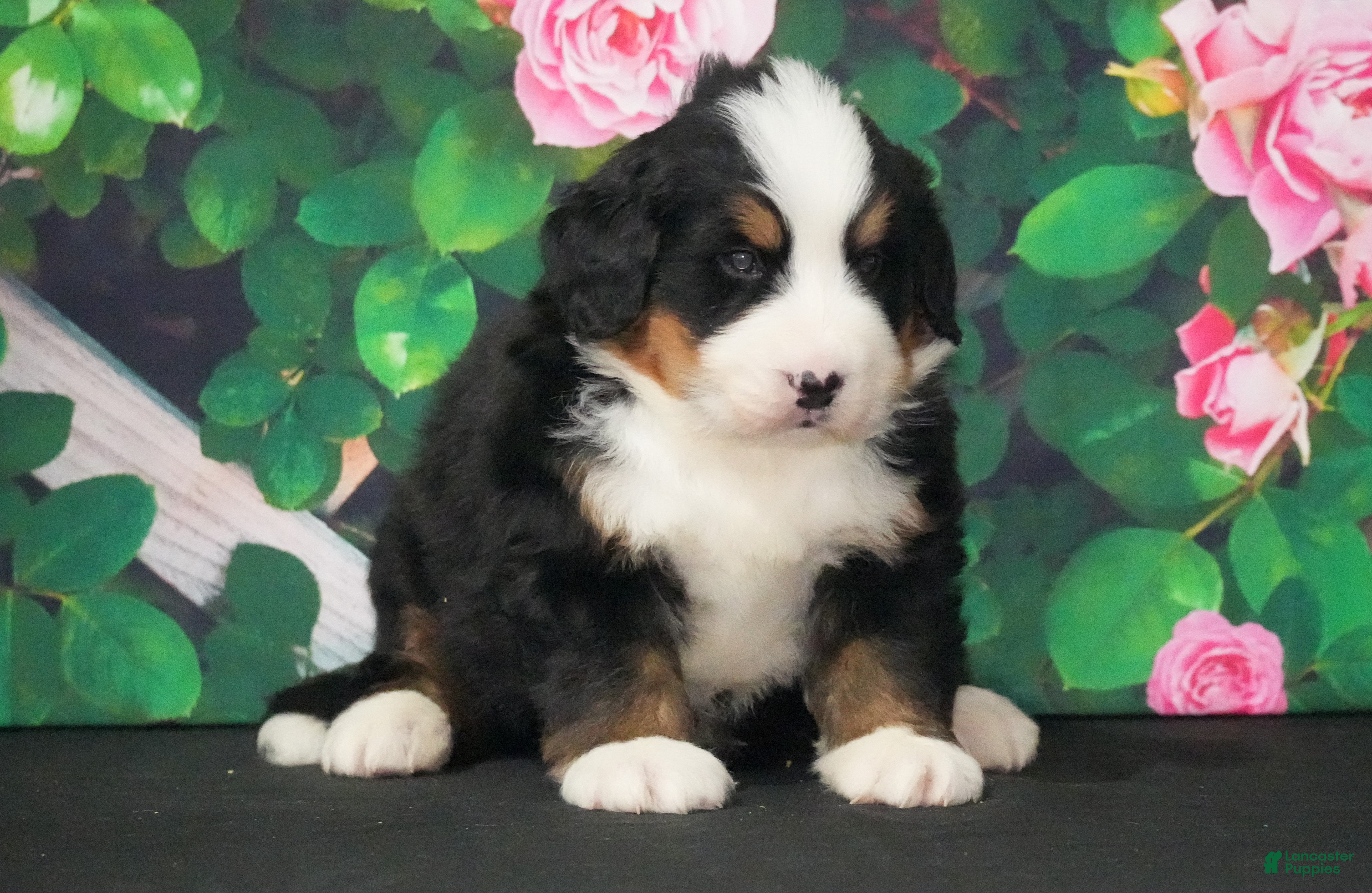 Bernese Mountain Dog dogs Bernese Mountain Dog Puppy 2 - Ad 21