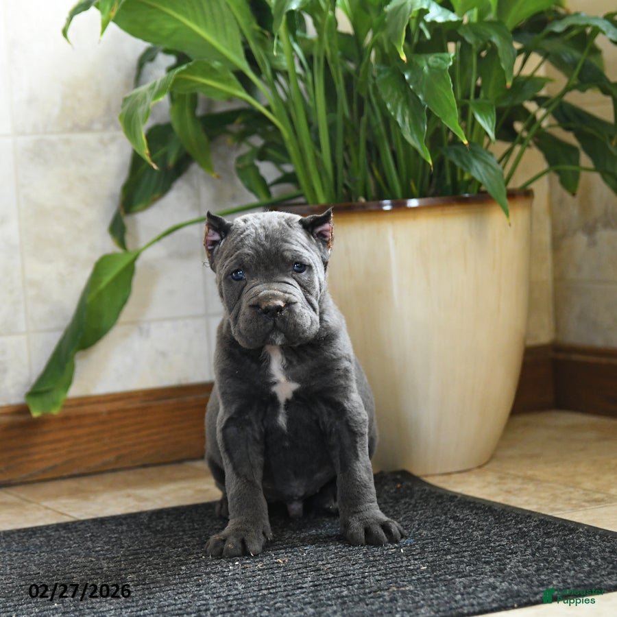 Cane Corso dogs Yankee - Ad 1