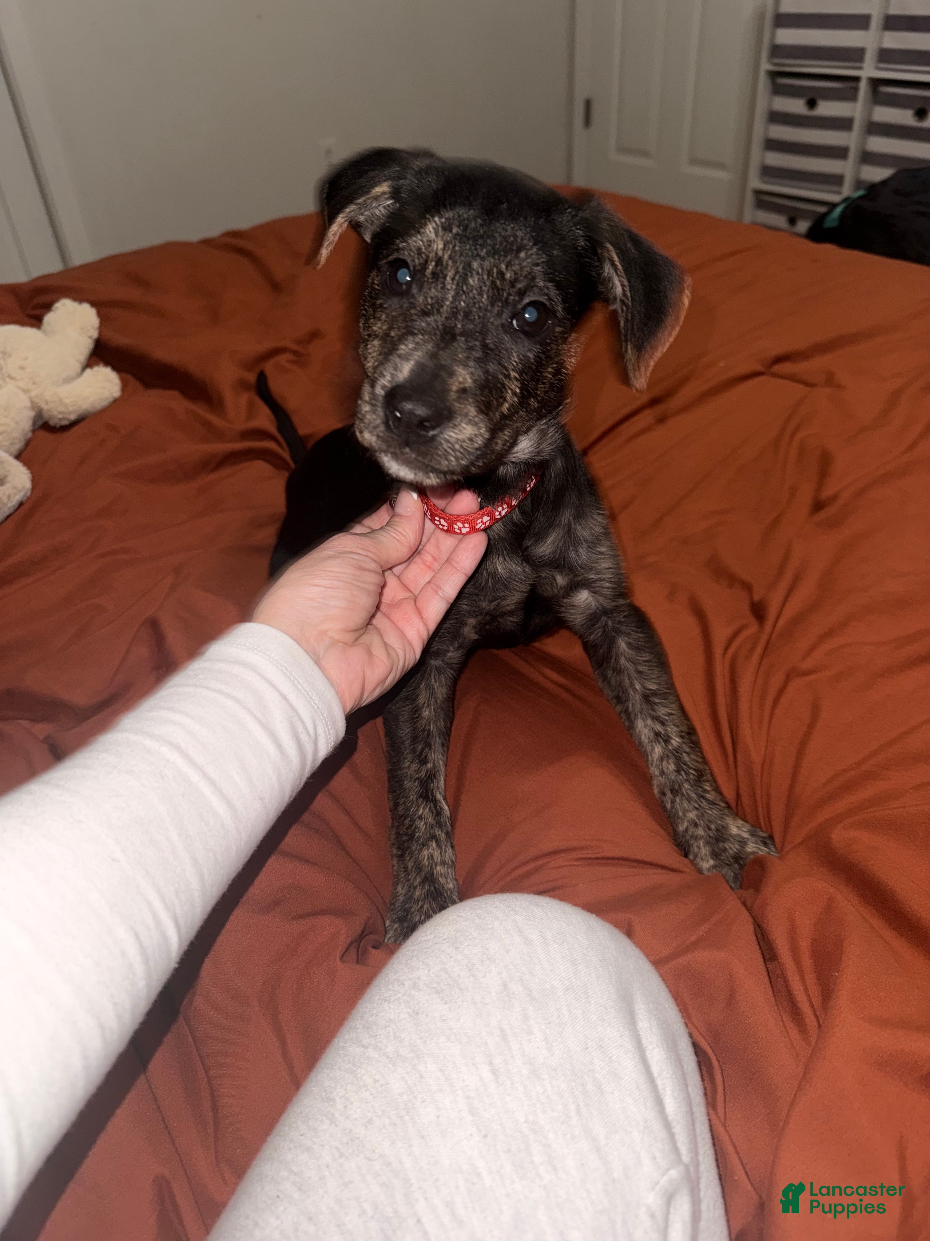 Mixed Breed dogs Skye - Ad 19