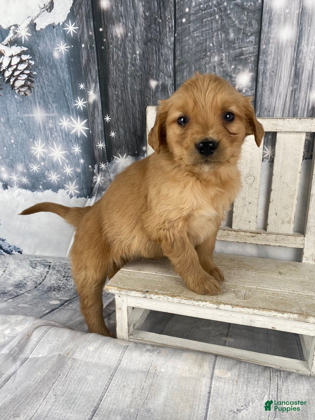 Golden Retriever dogs for sale: Suzy - Ad 3