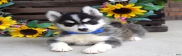 Pomsky dogs for sale: Parker  - Ad 8