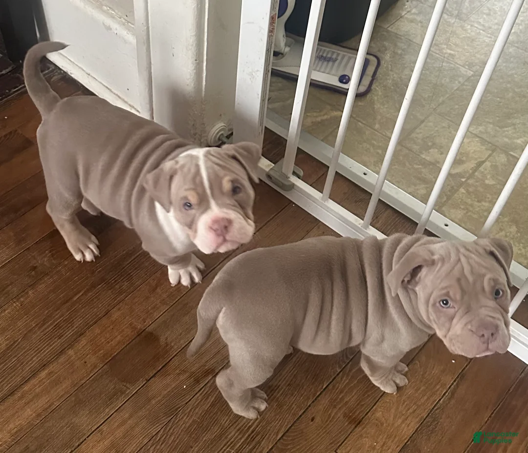American Bully dogs for sale: American Bully Puppy 7 - Ad 4