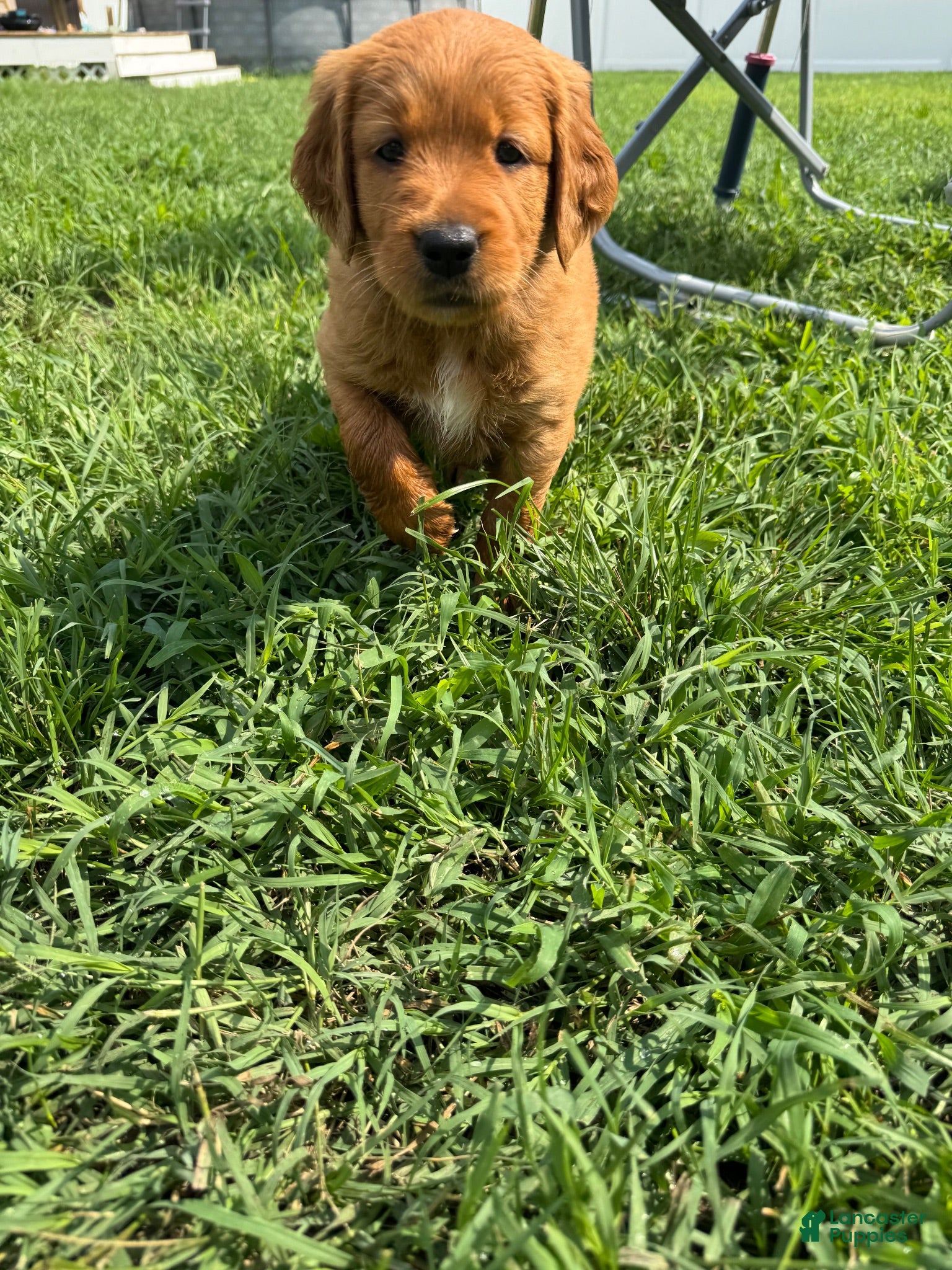 Golden Retriever dogs Golden Retriever 3 - Ad 36