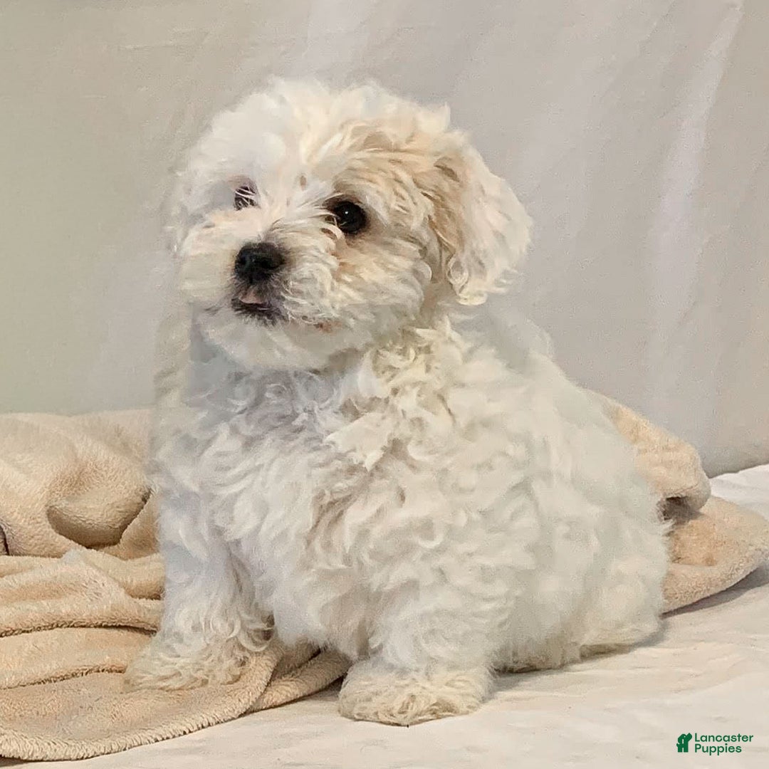 Havanese dogs for sale: Izzy - Ad 1