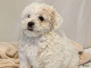 Havanese dogs Izzy - Ad 9