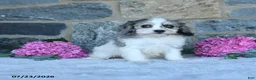 Cavachon dogs for sale: Fluffy - Ad 3