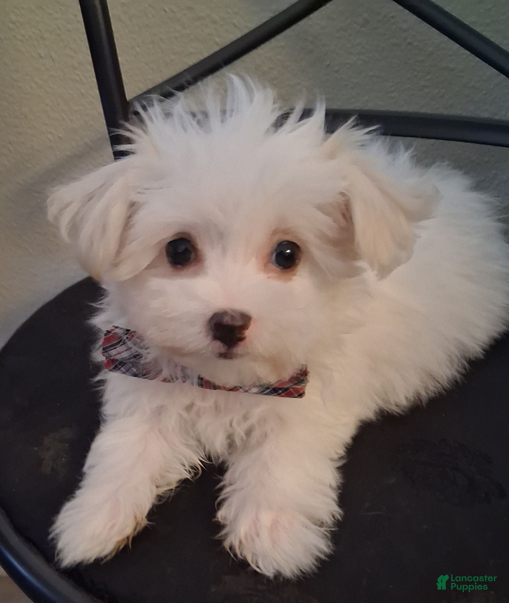 Maltese dogs Zeb - Ad 1