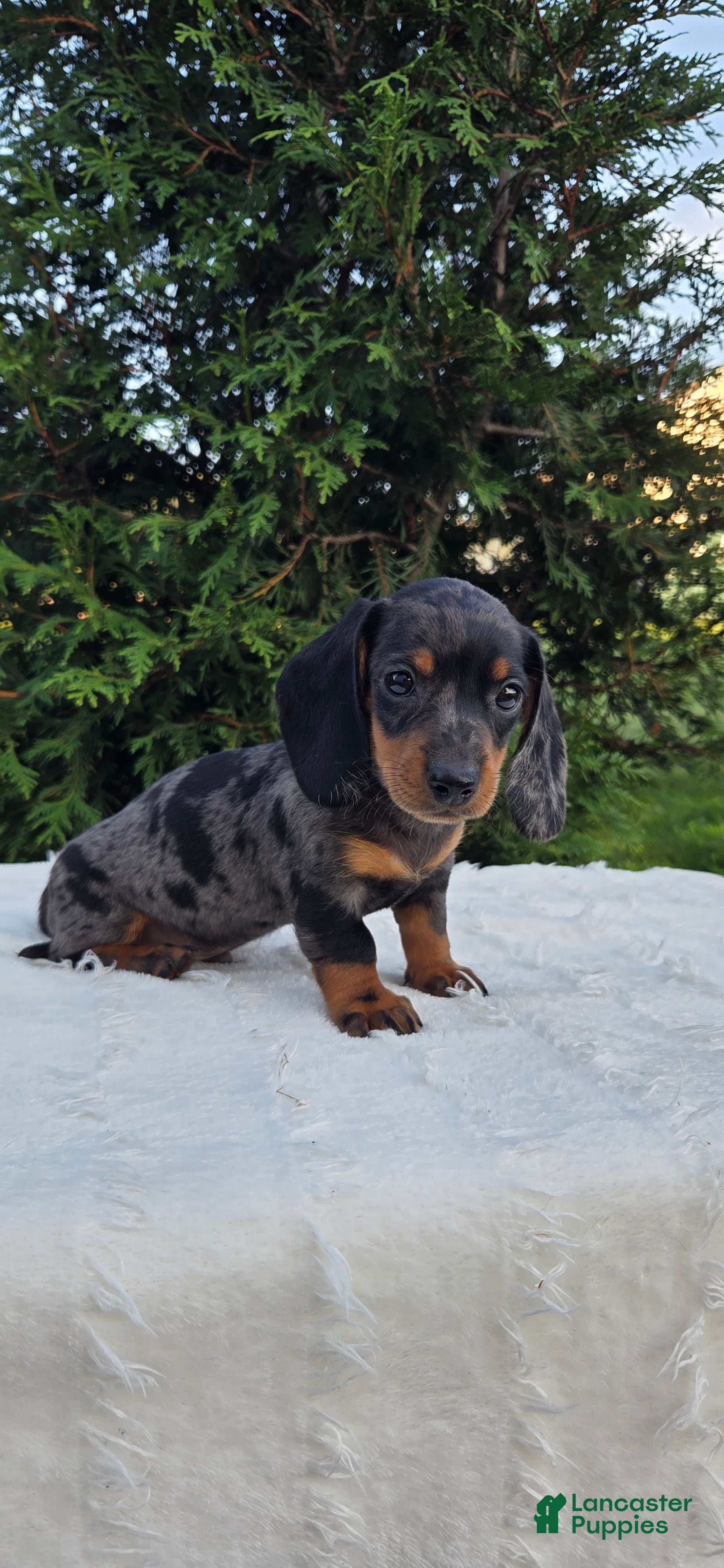 Miniature Dachshund dogs Waylon - Ad 1
