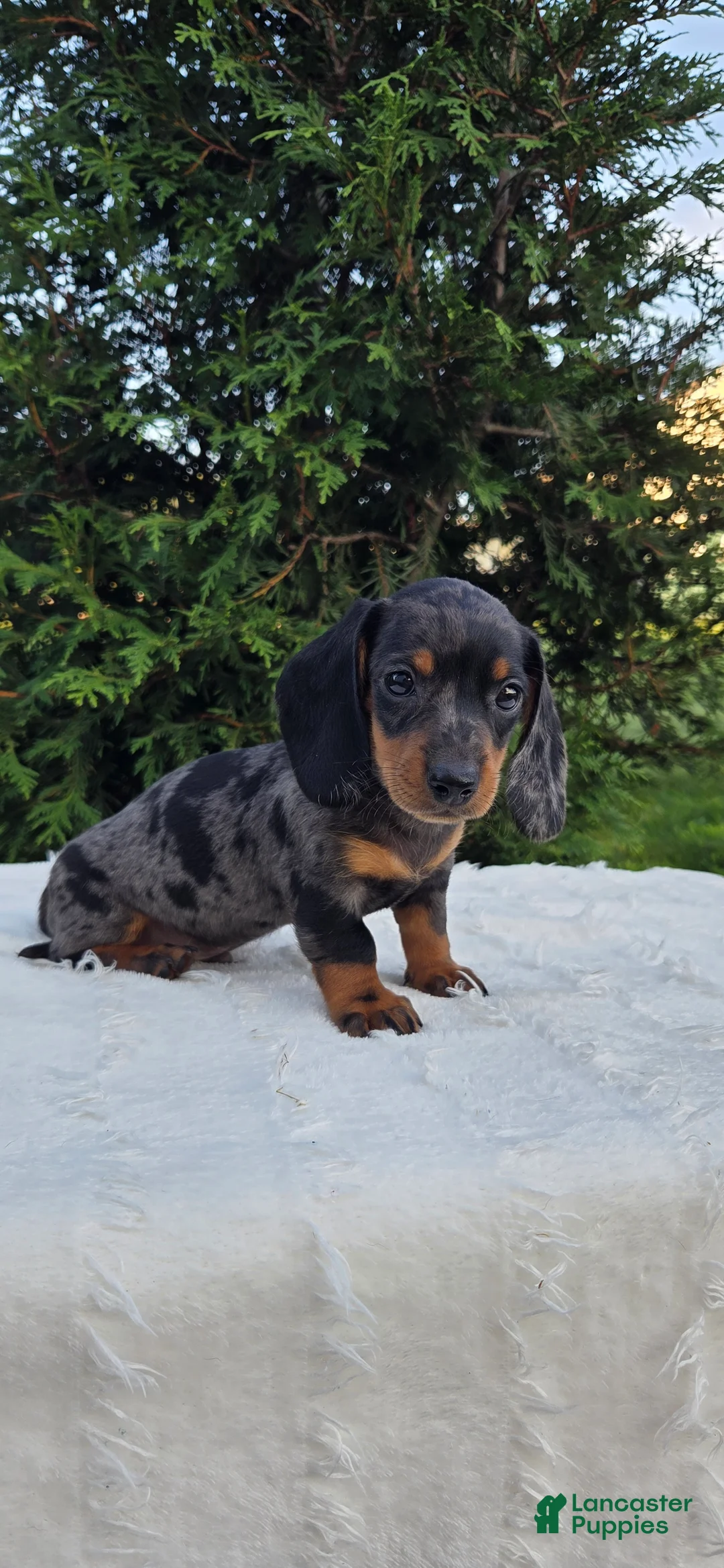 Miniature Dachshund dogs for sale: Waylon - Ad 1