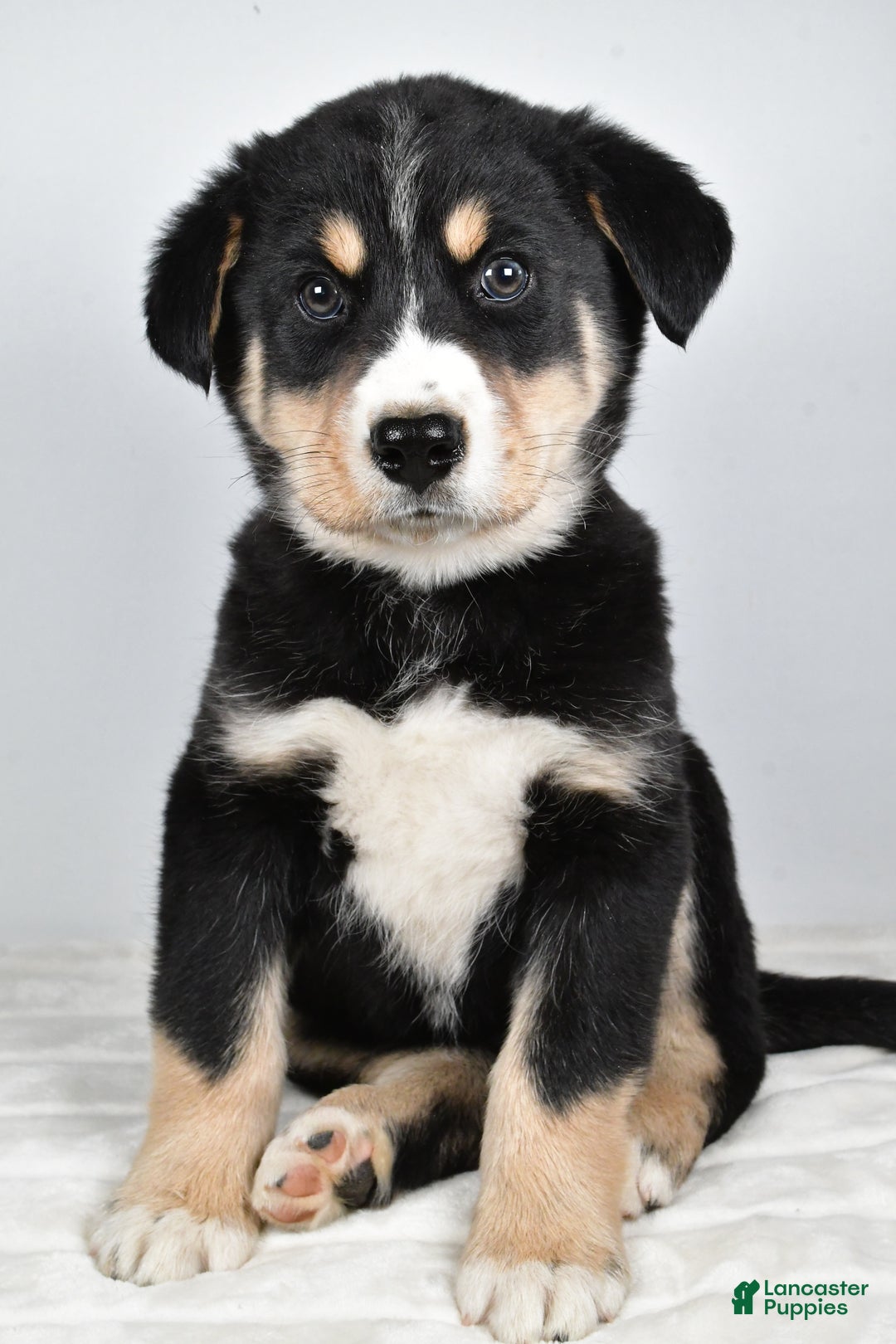 Mixed Breed dogs for sale: Sammy - Ad 4