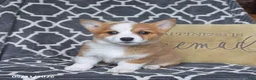 Welsh Corgi Pembroke dogs for sale: Hazel - Ad 5