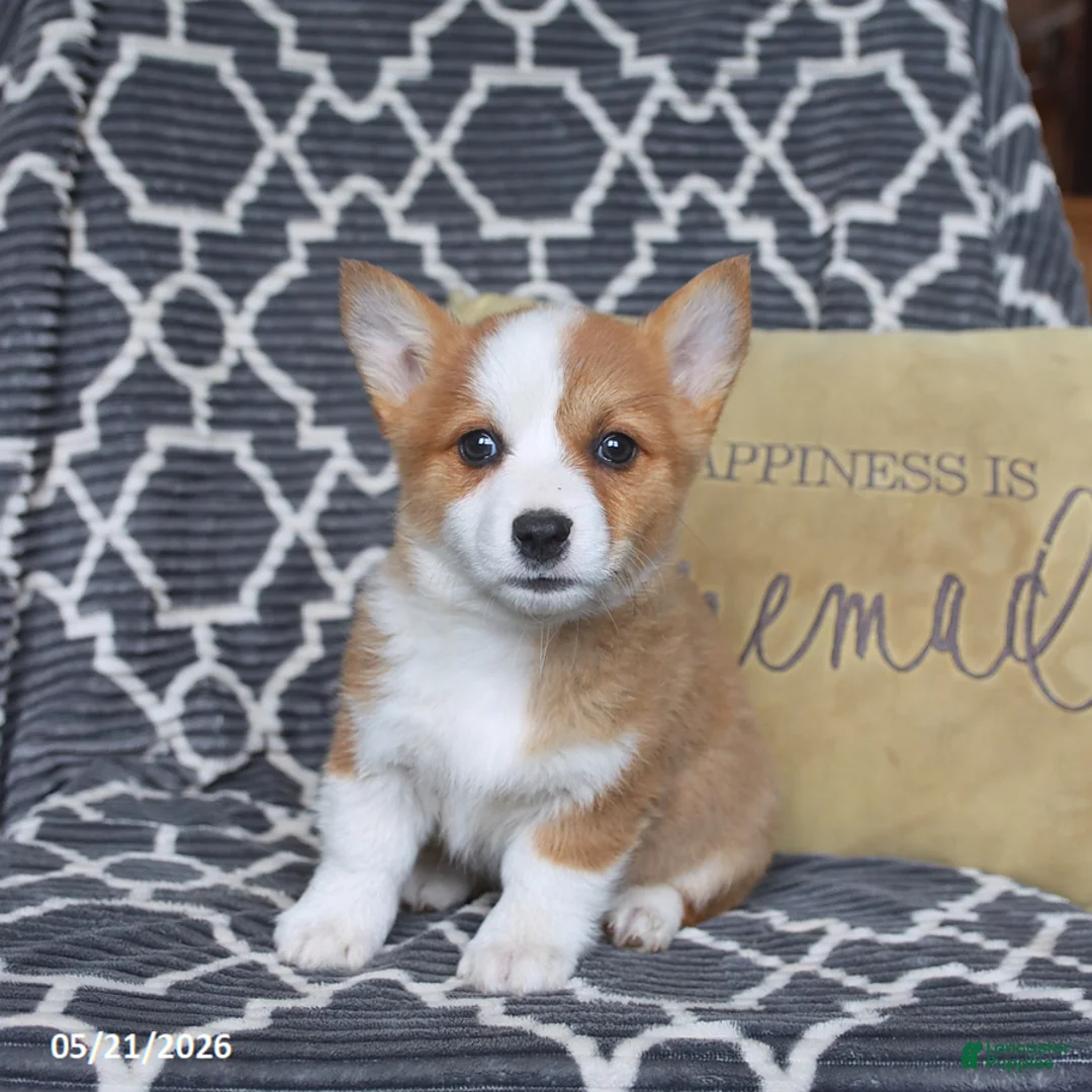 Welsh Corgi Pembroke dogs for sale: Hazel - Ad 5