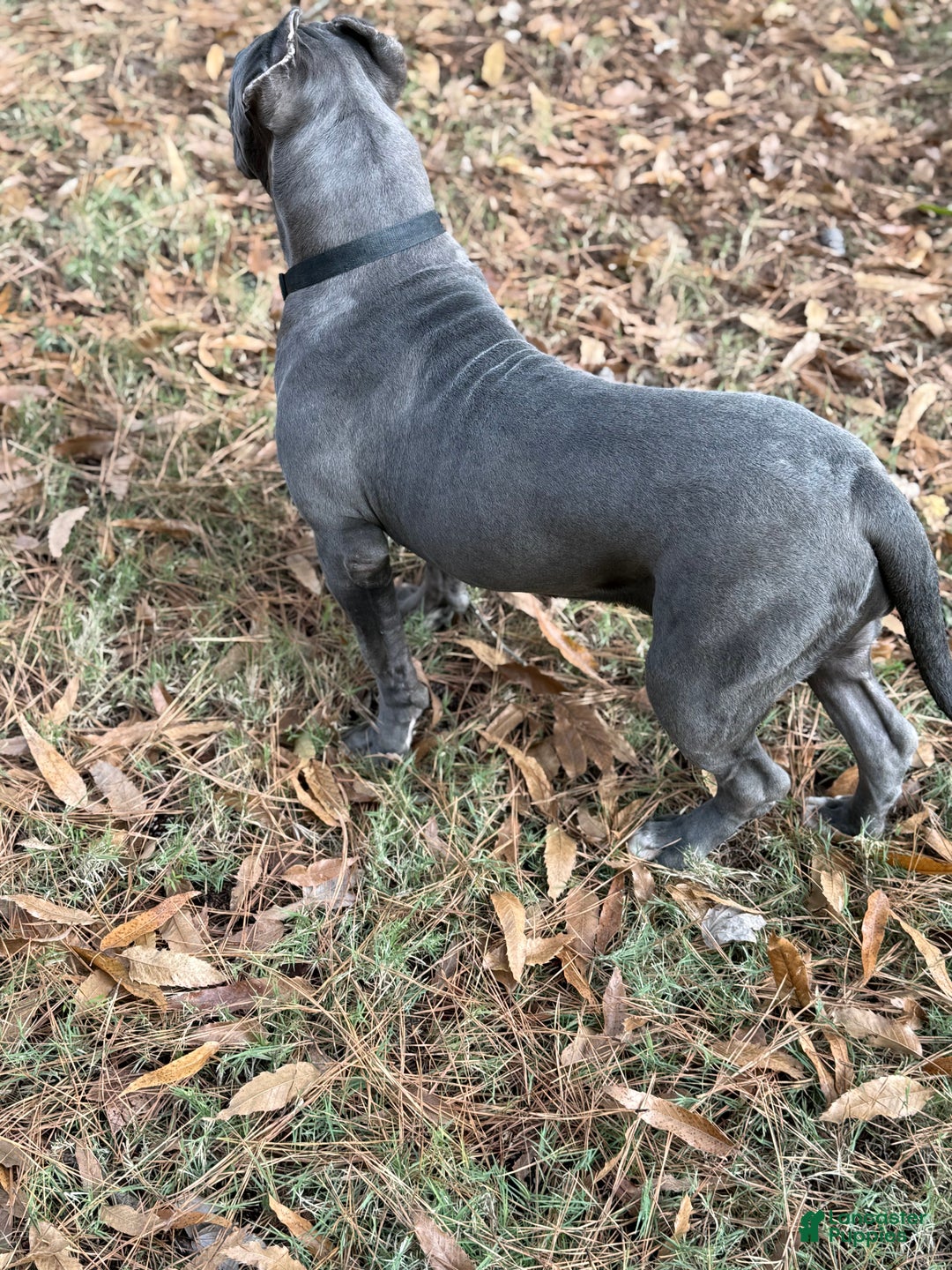 American Bully dogs for sale: Ivy - Ad 6