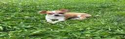 Chihuahua dogs for sale: Cookie - Ad 3