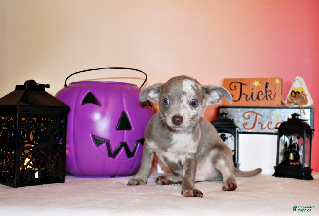 Chihuahua dogs for sale: Finnick - Ad 5