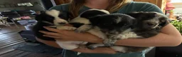 Mixed Breed dogs for sale: Aussie Doodle  - Ad 3
