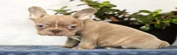 French Bulldog dogs for sale: Wendall - Ad 4